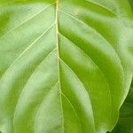 Nauclea latifolia Folio