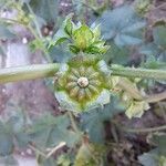 Malva parviflora Fruit