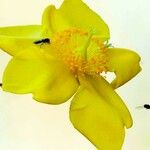 Hypericum × hidcoteense फूल