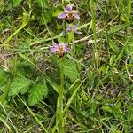 Ophrys apiferaফুল