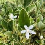 Fortunella japonica Blüte