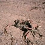 Welwitschia mirabilis Pokrój