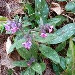 Pulmonaria affinis Habitatea