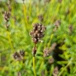 Libertia chilensis Blomst