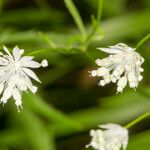 Astrantia minor 花