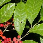 Sorocea affinis Fruit