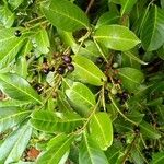 Prunus laurocerasus 葉