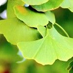 Ginkgo biloba Other