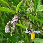 Solanum lanzae Λουλούδι