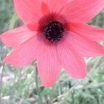 Anemone pavoniana Flower