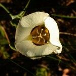 Calochortus leichtlinii Flower