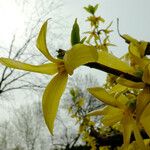 Forsythia intermedia Cvet