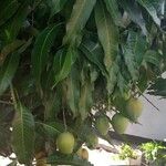 Mangifera indica Fuelha