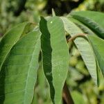 Euphorbia leucocephala Leaf