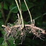 Arthropteris monocarpa Άλλα