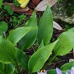 Hosta longipes Листок