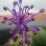 Muscari matritense Flower