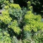 Euphorbia characias Hábitos
