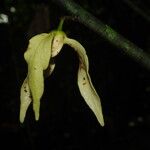 Neostenanthera neurosericea Flower