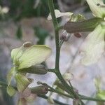 Hesperis laciniata 花