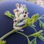 Fumaria parviflora Květ
