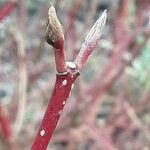 Cornus sericea Levél