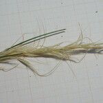 Stipa capensis Blomst