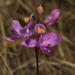 Calopogon tuberosus Virág