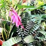 Billbergia zebrina ফুল
