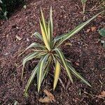 Yucca flaccida Habit