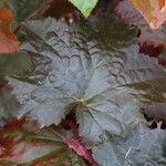 Heuchera rubescens List