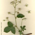 Rubus sulcatus Autre