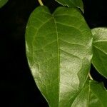 Piper borbonense Leaf