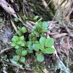 Peperomia urocarpa Feuille