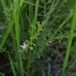 Scoparia dulcis List