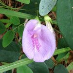 Clitoria mariana Virág