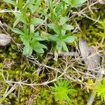 Moehringia ciliata Leaf