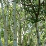 Populus tremuloides Bark