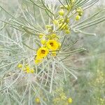 Senna artemisioides Blüte