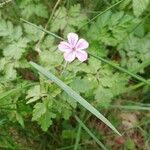 Geranium robertianumBlodyn