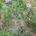 Scabiosa canescens आदत