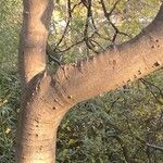 Celtis bungeana Bark