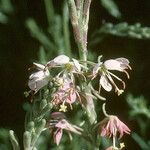 Oenothera suffrutescens Flor