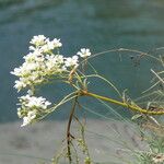 Saxifraga diapensioides Yeri