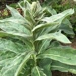 Verbascum giganteumŽiedas