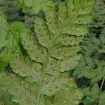 Dryopteris dilatata Лист