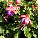 Fuchsia × standishii Flor