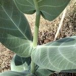 Calotropis procera Feuille