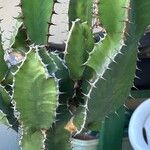 Euphorbia bussei Schors