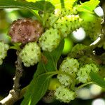 Morus alba Fruto